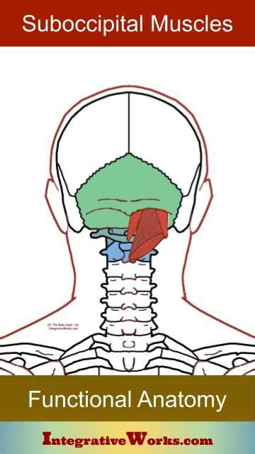 Suboccipital Muscles Functional Anatomy Integrative Works In 2020