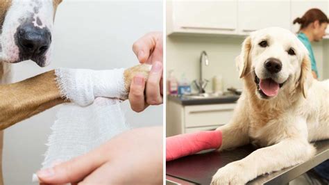 Pet First Aid A Comprehensive Guide To Handling Minor Injuries In Dogs