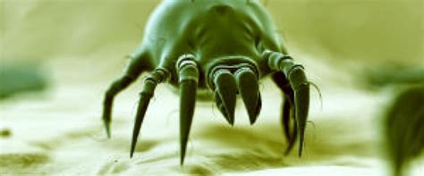 Can You See Dust Mites With The Human Eye A Comprehensive Guide