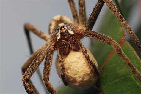 Wolf Spider Fangs Wolf Spider