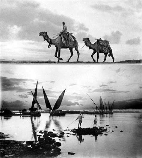 Twin humped bactrian camels in the gobi desert of mongolia. Camels in the desert near Cairo, the pyramids on the ...
