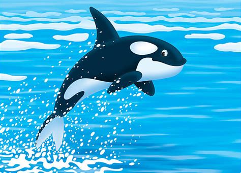 Killer Whales Jumping Illustrations Royalty Free Vector Graphics