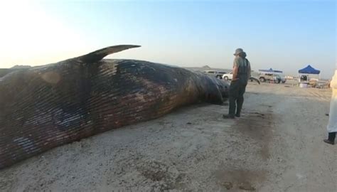 A Brydes Whale Washed Up Dead In Dubai