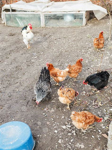 Chicken Flock On Poultry Yard Stock Photo Image Of Henyard Rural