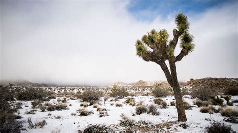 Photos Joshua Tree Is A Winter Wonderland After Rare Snowstorm