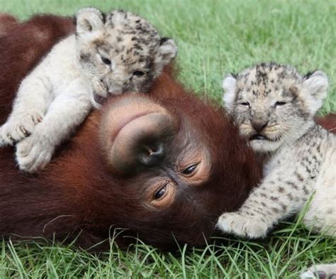 20 Of The Most Touching Animal Stories Ever Nature Babamail