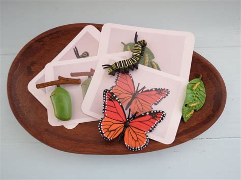 Montessori Monarch Butterfly Life Cycle Set With Matching Cards And