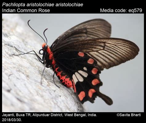 Pachliopta Aristolochiae Fabricius 1775 Common Rose Butterfly
