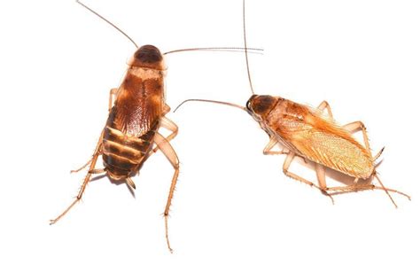 One hour pest control ⭐ , ⓜ 116 st, united states of america, new york, new york, east harlem: cockroach pictures nyc, bronx, brooklyn, queens and long ...