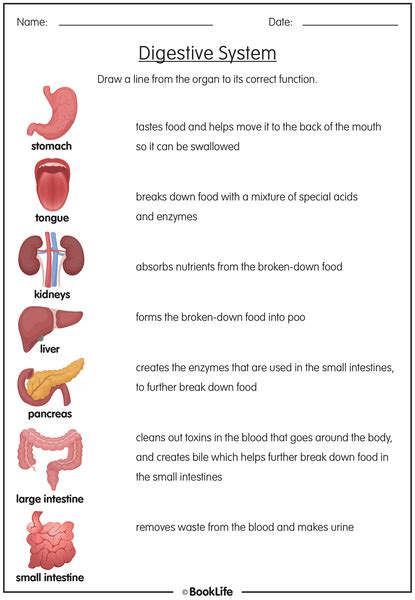digestive system activity sheet booklife