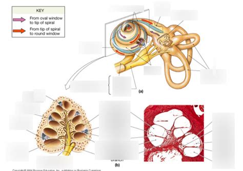 Organ Of Corti And Cochlear Duct Diagram Quizlet