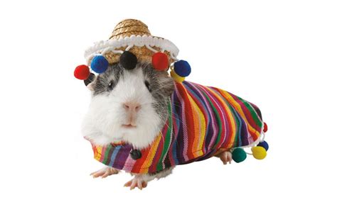 How To Make Hamster Halloween Costumes Gails Blog
