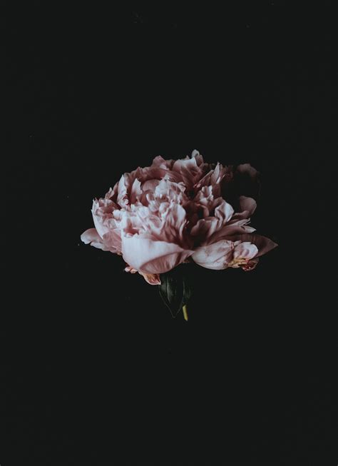 A Pale Pink Peony Flower Against A Black Background Dark Flowers Flower Painting Canvas