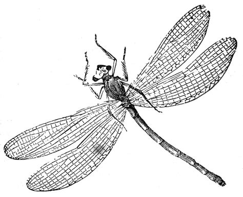 1080 x 1080 use the download button to see the full image of dragon fly coloring download, and download it to your computer. 6 Dragonfly Images! - The Graphics Fairy