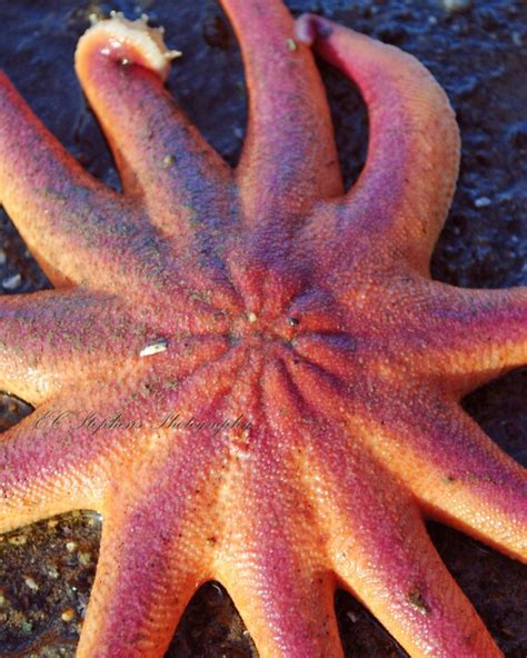 Items Similar To Vibrantly Colored Sunflower Sea Star Intertidal Sea