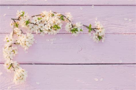 Spring Flowers On Pink Wooden Background Stock Image Image Of Branch