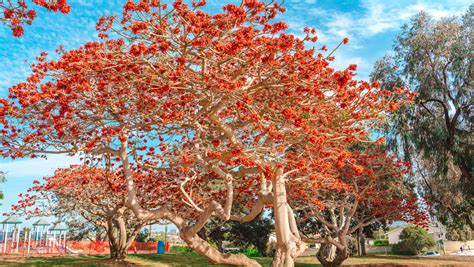 15 Trees That Bloom With Gorgeous Red Flowers