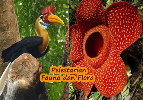 Ini dikarenakan, pada zaman es, pulau jawa, sumatra, kalimantan dan benua asia berada dalam satu daratan sama sehingga disebut daerah dangkalan sunda. Perlindungan Flora Dan Fauna - 8 Tempat Di Indonesia Yang Penting Untuk Perlindungan Spesies ...