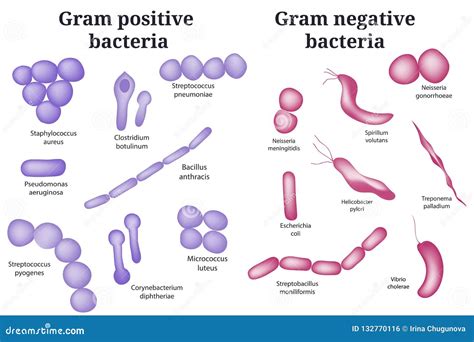Labeled Gram Negative Bacteria Diagram