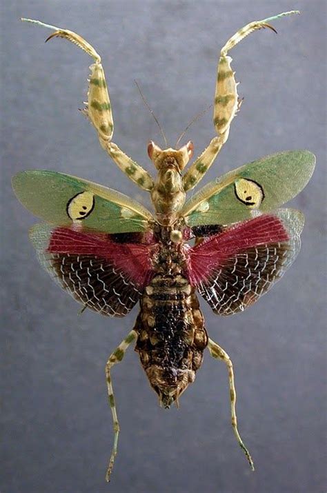 Fleur Mantis Du Diable Ou Fleur Mantis Géante Du Diable Mante