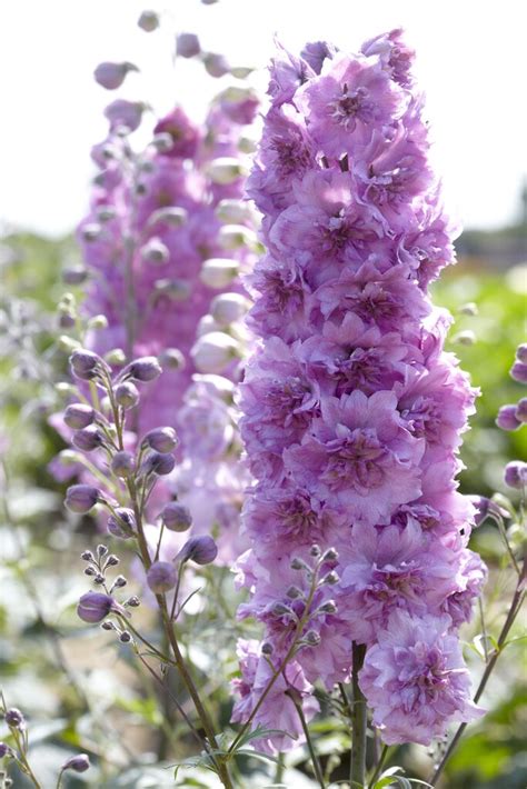 Delphinium Andsweetheartand Herbaceous Perennialrhs Gardening