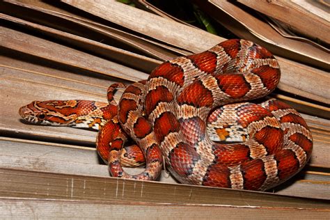 Red Cornsnake Florida Snake Id Guide