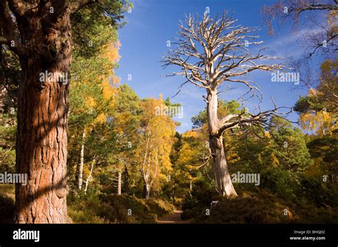 Scottish Highlands Autumn Colour Hi Res Stock Photography And Images