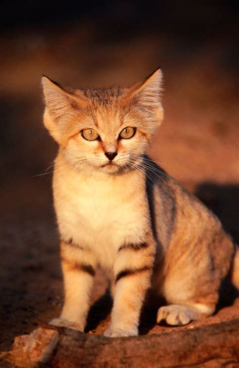 Arabian Sand Cat Endangered Felines Found In Uae After Disappearance