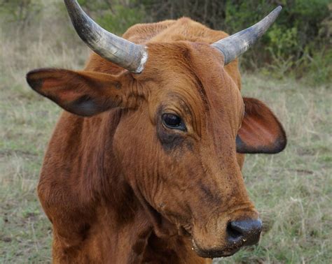 livestock cattle 4 - Hopewell Farm