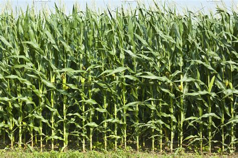 Corn Field Featuring Corn Field And Crop High Quality Nature Stock
