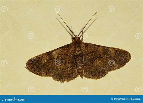 Common Carpet Moth Pune Stock Image Image Of Fauna 110589875