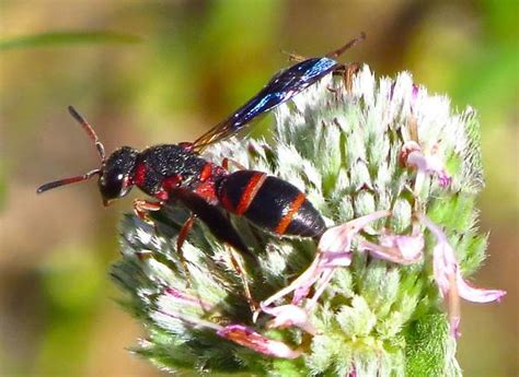 Check spelling or type a new query. black & red wasp - Parancistrocerus fulvipes - BugGuide.Net