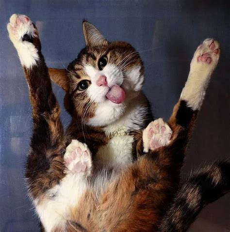 Самые смешные фото котиков Смешные фотографии кошек Смешные