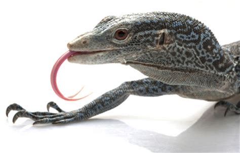 They are not for anyone who is just looking for a big lizard to impress people. Types of Pet Monitor Lizards