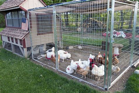 Chicken Wire For Coop Floor at Travis Daniels blog