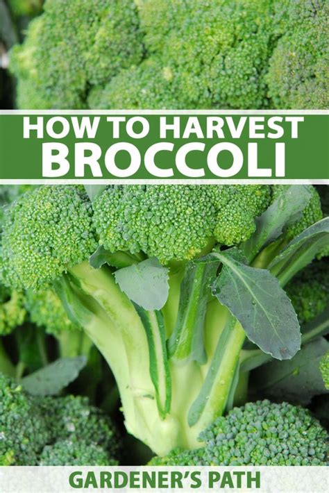 When And How To Harvest Broccoli Gardeners Path