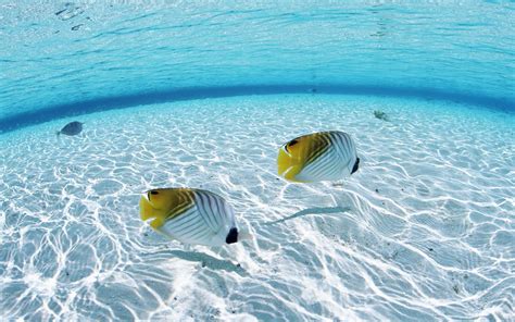 Ocean Fish Wallpaper HD | PixelsTalk.Net