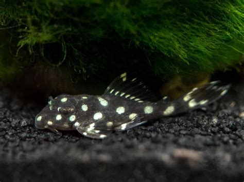 L471 White Spotted Dwarf Hypancistrus AKA Mini Snowball Pleco