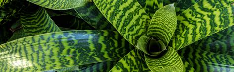 How To Care For A Bromeliad Bromeliad Plant Care