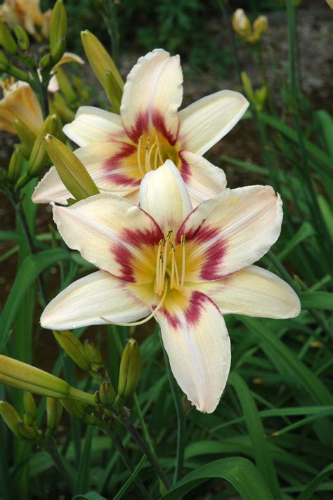 A member of the compositae (also called asteraceae) family of dicotyledonous plants, its garden relatives thus include the sunflower, daisy, chrysanthemum, and zinnia. A List of Perennial Flowers That Bloom All Summer (With ...