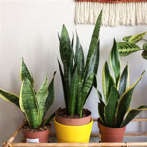 5 Pilihan Tanaman Hias Indoor Pembersih Udara Terbaik