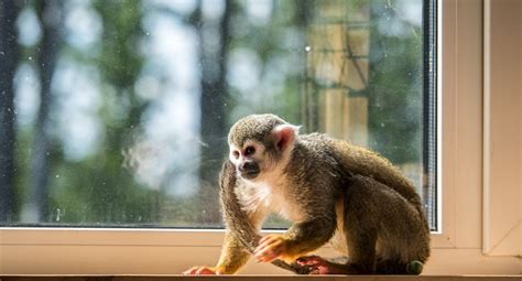 Nicht jeder tierarzt kennt sich mit affen aus. Affe Zuhause Halten