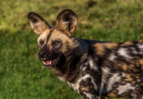 Painted Dogs At Yorkshire Wildlife Park