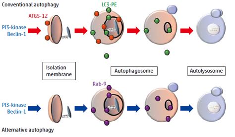 Alternative Autophagy Pathways Conserved From Yeast To Mammals｜tokyo