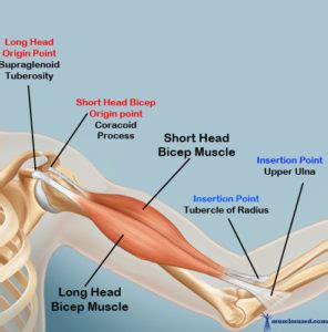 You can divide the muscles of the upper arm into 2 groups, according to their function Bicep Brachii Muscles (biceps) is responsible for pulling and rotating