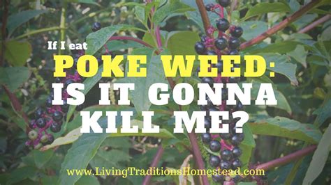 What other names is pokeweed known by? If I Eat Poke Weed...Is It Gonna Kill Me? Kevin Finds Out ...