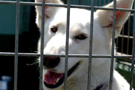 Durban's most loved entertainment destination. Your Four-legged-Friends Needs a Home "SPCA" - 15/9/2011 ...