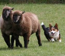 Corgis were herding sheep, geese, ducks, horses, and cattle and are one of the oldest herding. Welsh Corgi (Pembroke and Cardigan) » JaneDogs