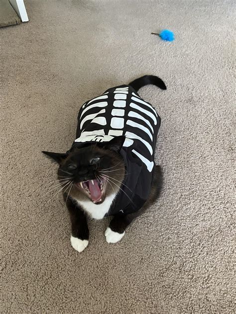 Funniest Photos Of Cats Showing Their Teefies DEFUSED