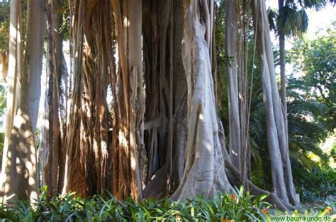 Unser besuch im botanischen garten von teneriffa war sehr schön. Ficus im Botanischen Garten auf Teneriffa